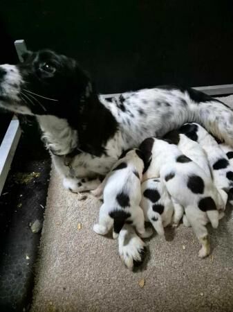 Sprocker ( Springer x Cocker ) pups for salw for sale in Whitby, North Yorkshire