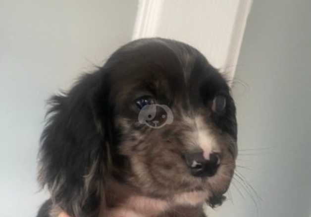 Stunning blue merle cocker spaniel boy for sale in Walsall, West Midlands