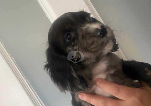 Cocker Spaniel Puppies for sale in West Midlands