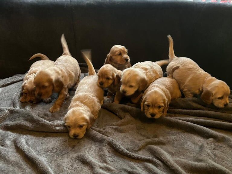 Stunning Cock-A-Tzu's for sale in Belfast, Belfast