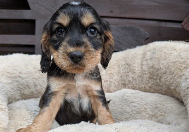 Stunning cocker spaniel boys for sale in Waterlooville, Hampshire