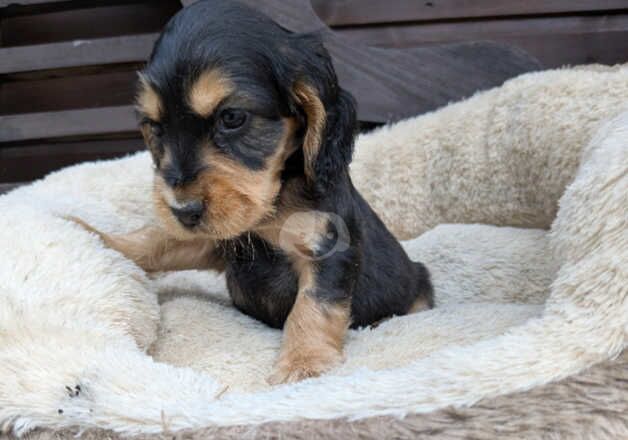 Stunning cocker spaniel boys for sale in Waterlooville, Hampshire - Image 2