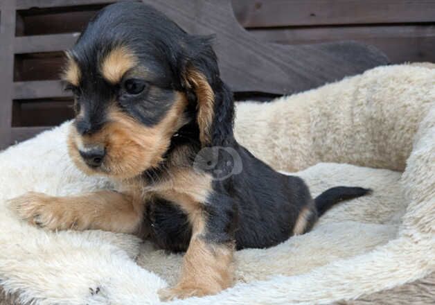 Cocker Spaniel Puppies for sale in Hampshire