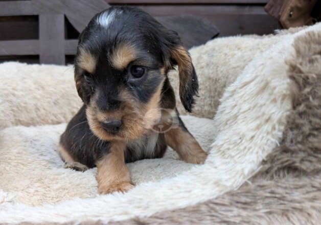 Cocker Spaniel Puppies for sale