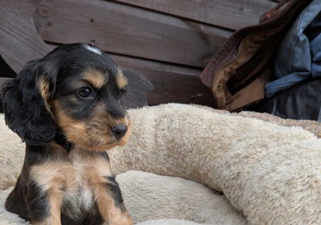 Stunning cocker spaniel boys for sale in Waterlooville, Hampshire - Image 5