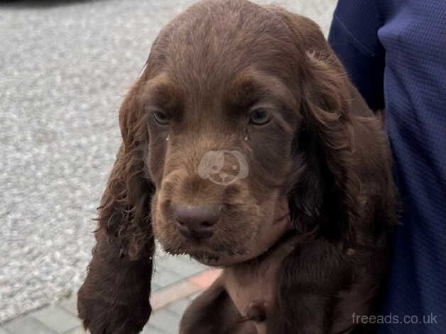 Stunning Cocker Spaniel for sale in Wisbech, Cambridgeshire