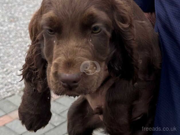 Cocker Spaniel Puppies for sale