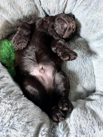 Stunning cocker spaniel puppies for sale in Dronfield, Derbyshire - Image 1