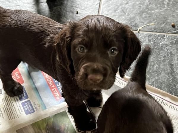 Stunning cocker spaniel puppies for sale in Dronfield, Derbyshire - Image 2