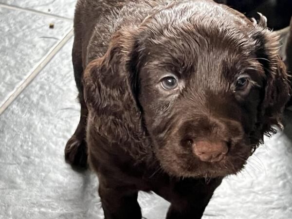 Stunning cocker spaniel puppies for sale in Dronfield, Derbyshire - Image 3