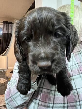 Stunning cocker spaniel puppies for sale in Dronfield, Derbyshire - Image 4