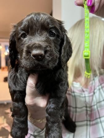 Stunning cocker spaniel puppies for sale in Dronfield, Derbyshire - Image 5