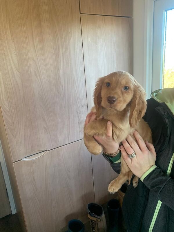 Stunning Cocker Spaniel puppies for sale in Wingate, County Durham