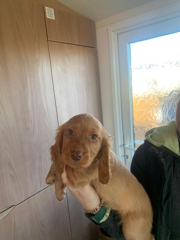 Stunning Cocker Spaniel puppies for sale in Wingate, County Durham - Image 2