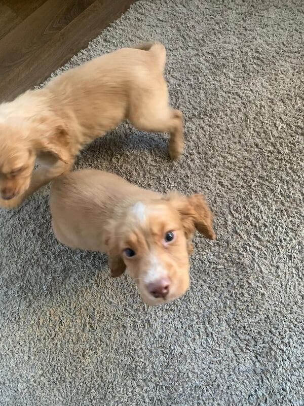 Stunning Cocker Spaniel puppies for sale in Wingate, County Durham - Image 3