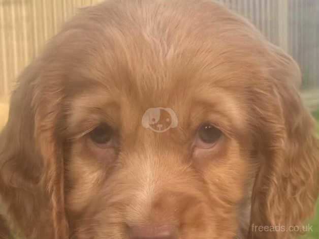 Stunning cocker spaniel puppies for sale in Wingate, County Durham