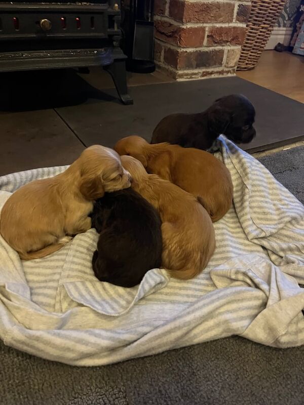 Cocker Spaniel Puppies For Sale