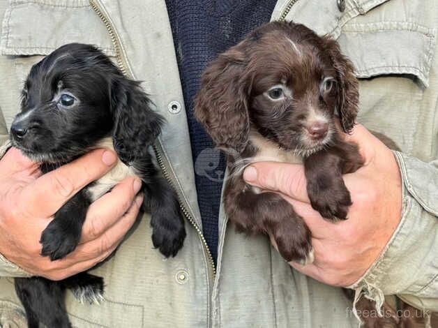 Stunning cocker spaniel pups for sale in Haslemere, West Sussex