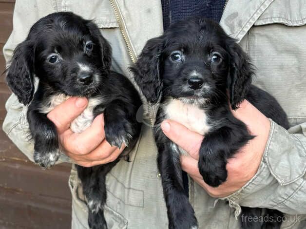 Stunning cocker spaniel pups for sale in Haslemere, West Sussex - Image 2