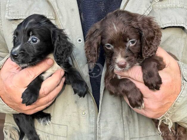 Stunning cocker spaniel pups for sale in Haslemere, West Sussex - Image 3