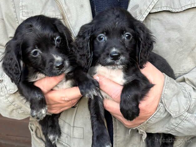 Stunning cocker spaniel pups for sale in Haslemere, West Sussex - Image 4