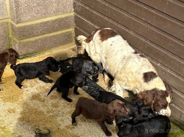 Stunning cocker spaniel pups for sale in Haslemere, West Sussex - Image 5