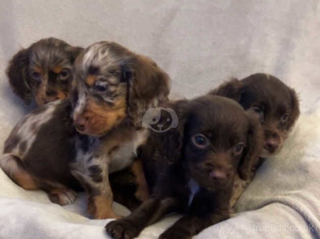 Stunning cocker spaniels for sale in Scunthorpe, Lincolnshire