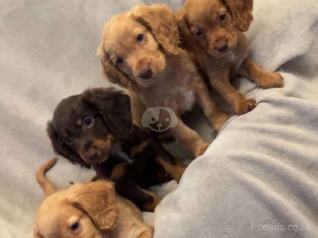 Stunning cocker spaniels for sale in Scunthorpe, Lincolnshire - Image 2