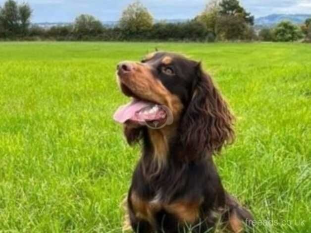 Stunning cocker spaniels for sale in Scunthorpe, Lincolnshire - Image 3