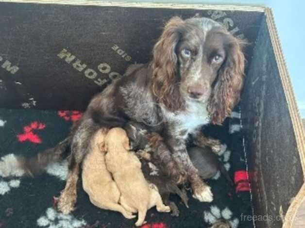 Stunning cocker spaniels for sale in Scunthorpe, Lincolnshire - Image 4