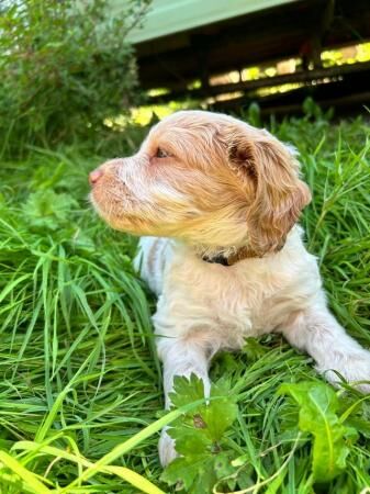 Stunning Cocker x Poochon puppies for sale in Skipton, North Yorkshire