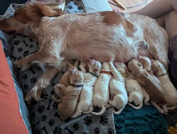 Stunning Cocker x Poochon puppies for sale in Skipton, North Yorkshire - Image 3