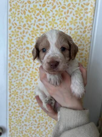 Stunning Cocker x Poochon puppies for sale in Skipton, North Yorkshire - Image 4