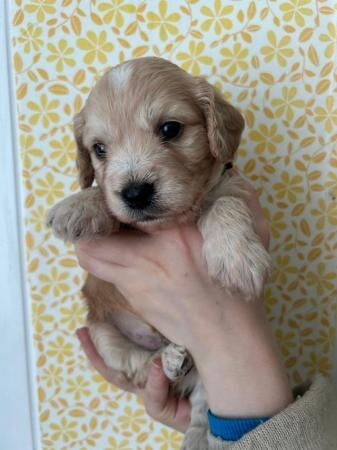 Stunning Cocker x Poochon puppies for sale in Skipton, North Yorkshire - Image 5