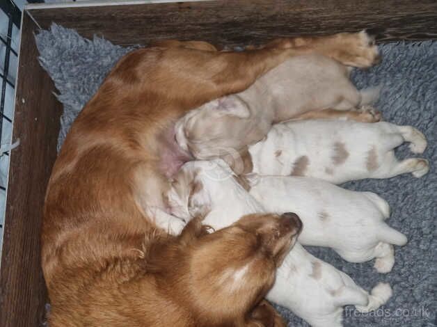 Stunning coloured KC Reg Working Cocker Spaniel puppies for sale in Reading, Berkshire