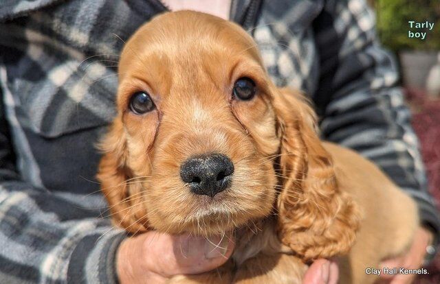 Stunning F1 Cockalier puppies, ready soon. for sale in Diss, Norfolk