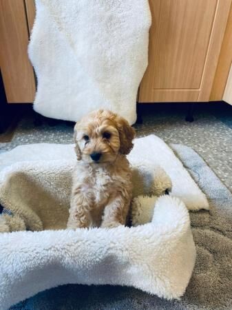 Stunning F1 Cockapoo Puppies for sale in Widnes, Cheshire