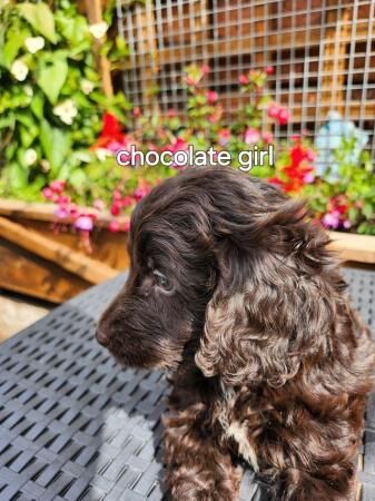 Stunning f1 cockapoo puppies ready soon for sale in Swadlincote, Derbyshire - Image 1