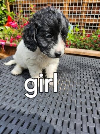 Stunning f1 cockapoo puppies ready soon for sale in Swadlincote, Derbyshire - Image 2
