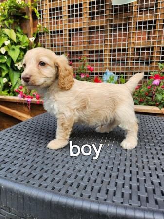 Stunning f1 cockapoo puppies ready soon for sale in Swadlincote, Derbyshire - Image 3