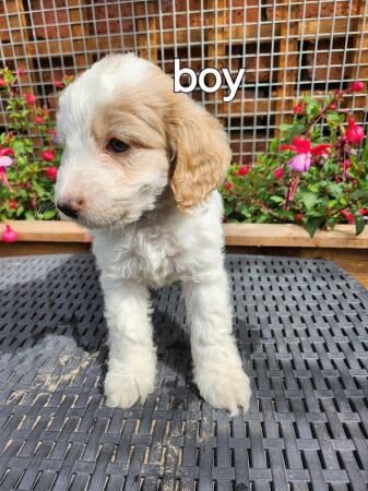 Stunning f1 cockapoo puppies ready soon for sale in Swadlincote, Derbyshire - Image 4