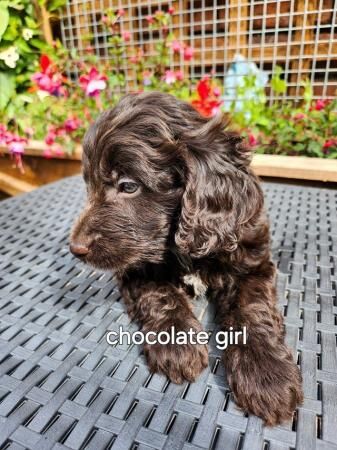 Stunning f1 cockapoo puppies ready soon for sale in Swadlincote, Derbyshire - Image 5