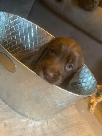 Stunning F1 sprocker spaniels for sale in Tarvin, Cheshire