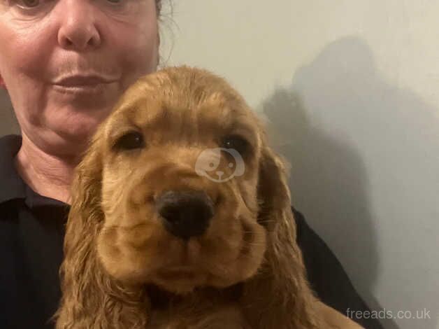 STUNNING GOLD COCKER SPANIELS!!!! for sale in Weymouth, Dorset