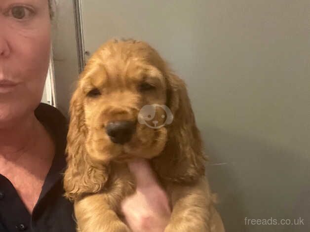 STUNNING GOLD COCKER SPANIELS!!!! for sale in Weymouth, Dorset - Image 2