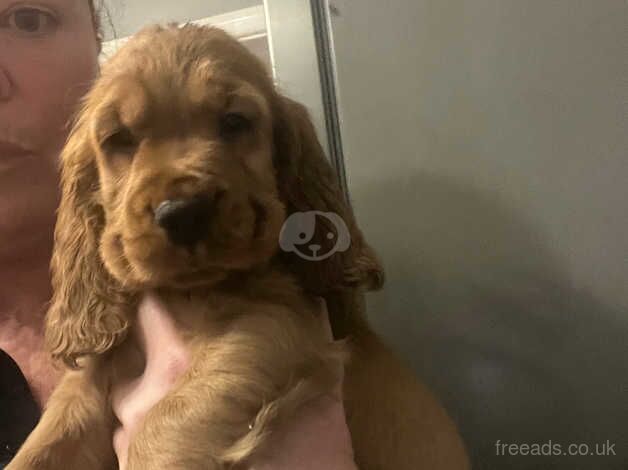 STUNNING GOLD COCKER SPANIELS!!!! for sale in Weymouth, Dorset - Image 3