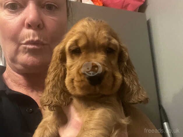 STUNNING GOLD COCKER SPANIELS!!!! for sale in Weymouth, Dorset - Image 4