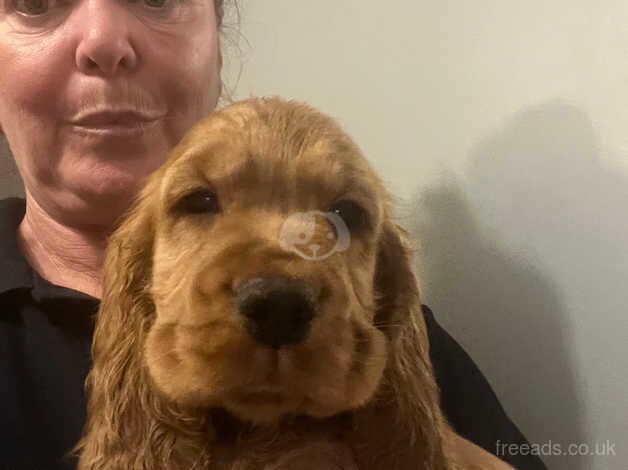 STUNNING GOLD COCKER SPANIELS!!!! for sale in Weymouth, Dorset - Image 5