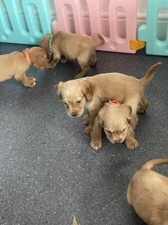 Stunning KC Cocker Spaniel Puppies for sale in Wickford, Essex - Image 1