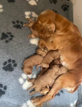 Stunning KC Cocker Spaniel Puppies for sale in Wickford, Essex - Image 2